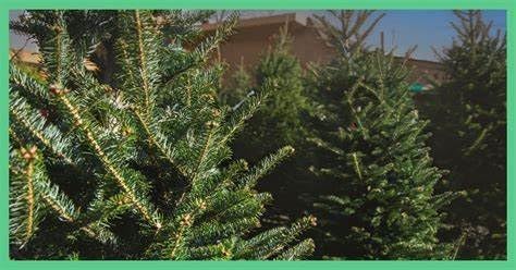 AP Fragrance Belfair Oaks Room Fragrance Air Freshener Spray Christmas Tree - Concentrated Deodorizer - 2 Pack